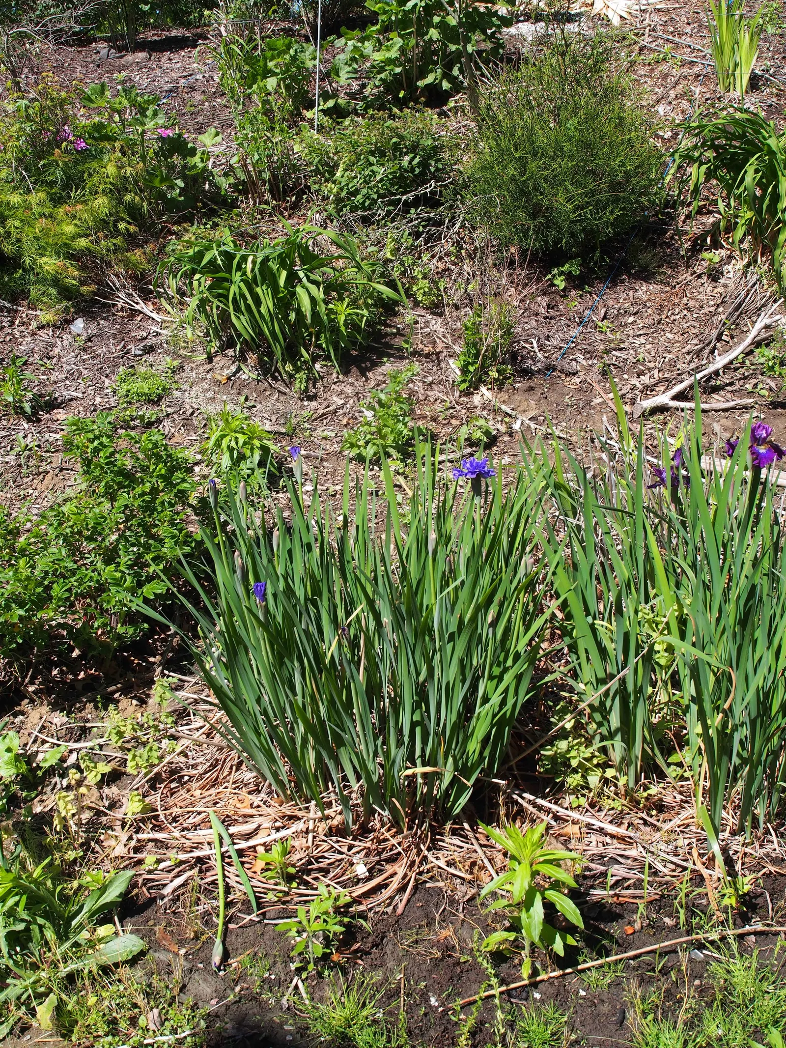 Blueberry Fair Siberian Iris (Iris Sibirica 'Blueberry Fair') — Its hardy, grass-like foliage spans up to 18 inches wide, creating lush clumps