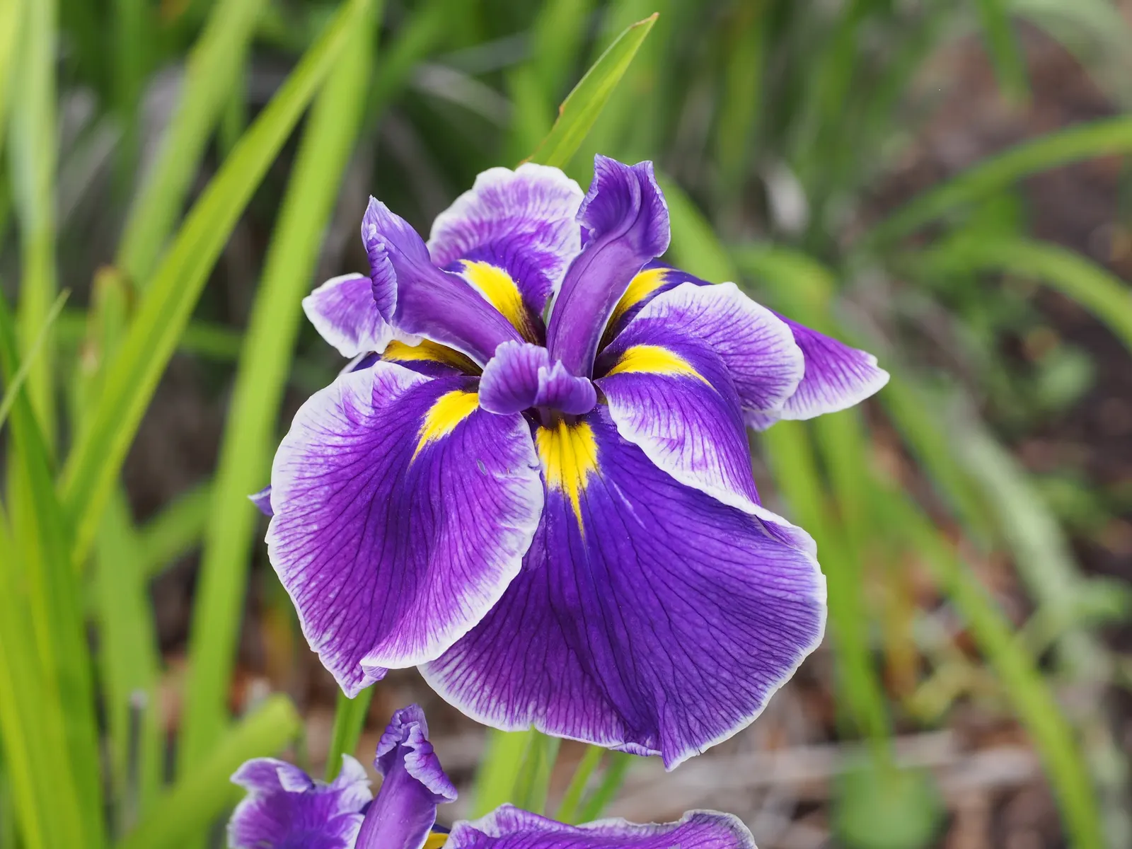 Blueberry Fair Siberian Iris (Iris Sibirica 'Blueberry Fair') — Blooms late spring to early summer, it's cold-hardy (zones 3-9) and attracts pollinators while