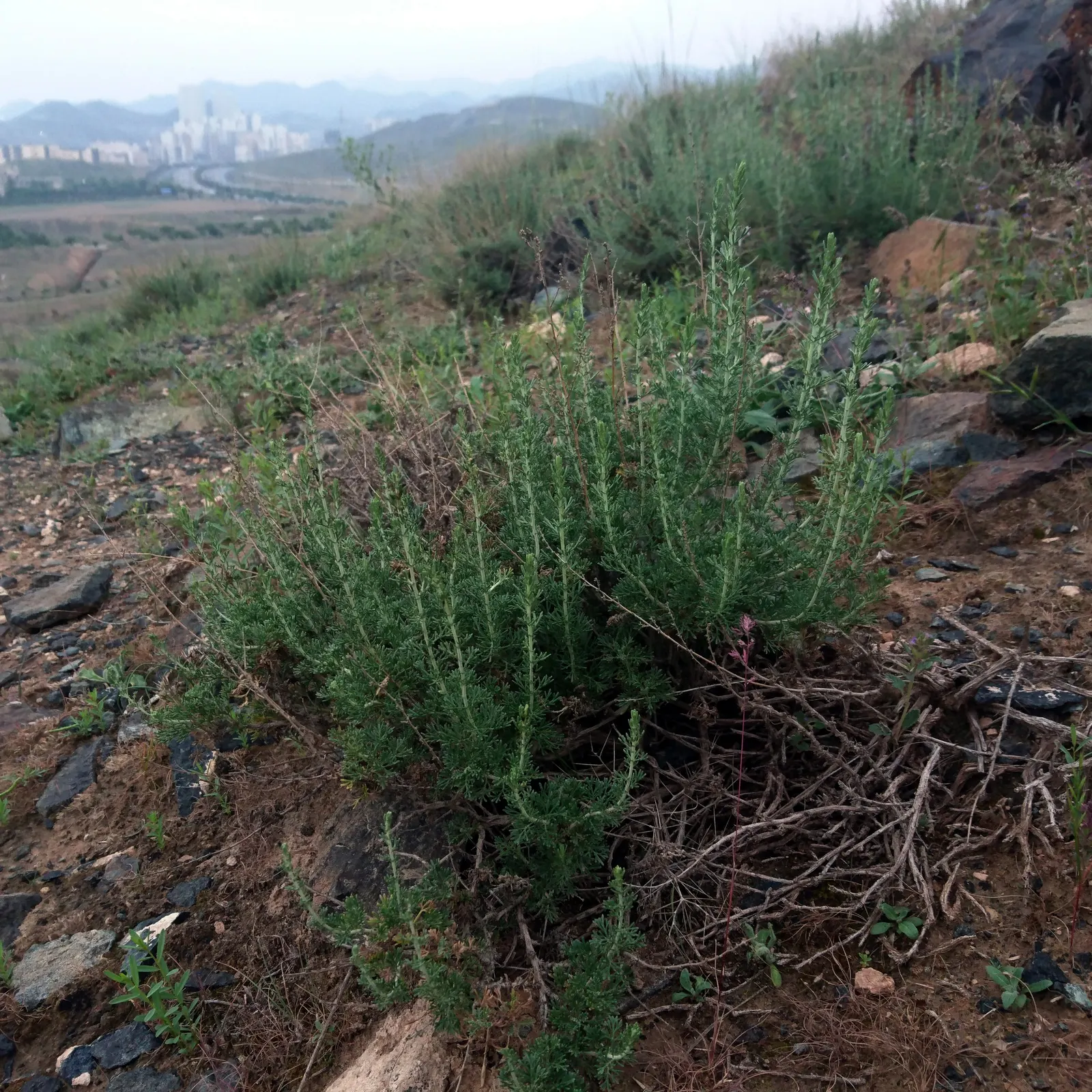 Montara Sagebrush (Artemisia 'Montara') — harmonious landscape designs