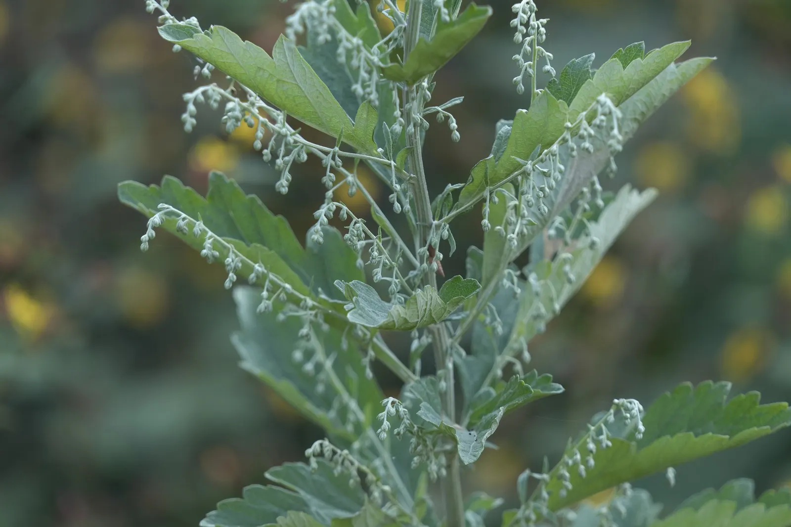 Montara Sagebrush (Artemisia 'Montara') — it's important to note that while low maintenance