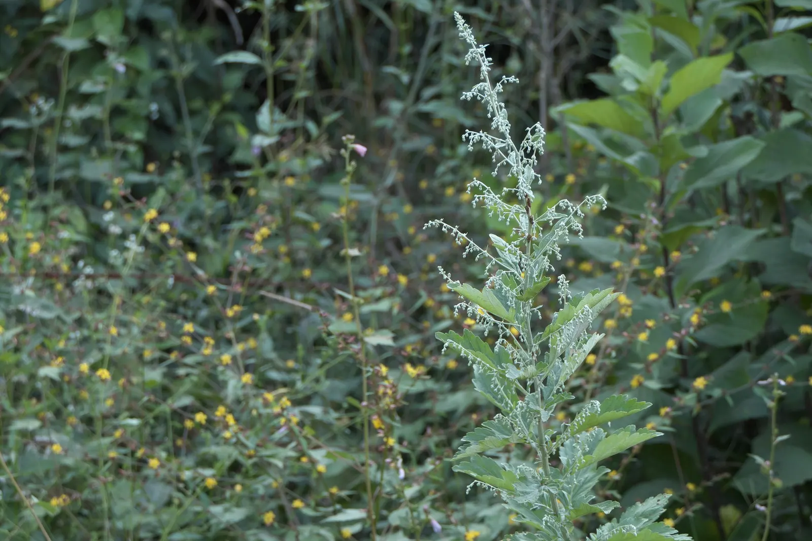 Montara Sagebrush (Artemisia 'Montara') — It requires well-drained soil to prevent root rot