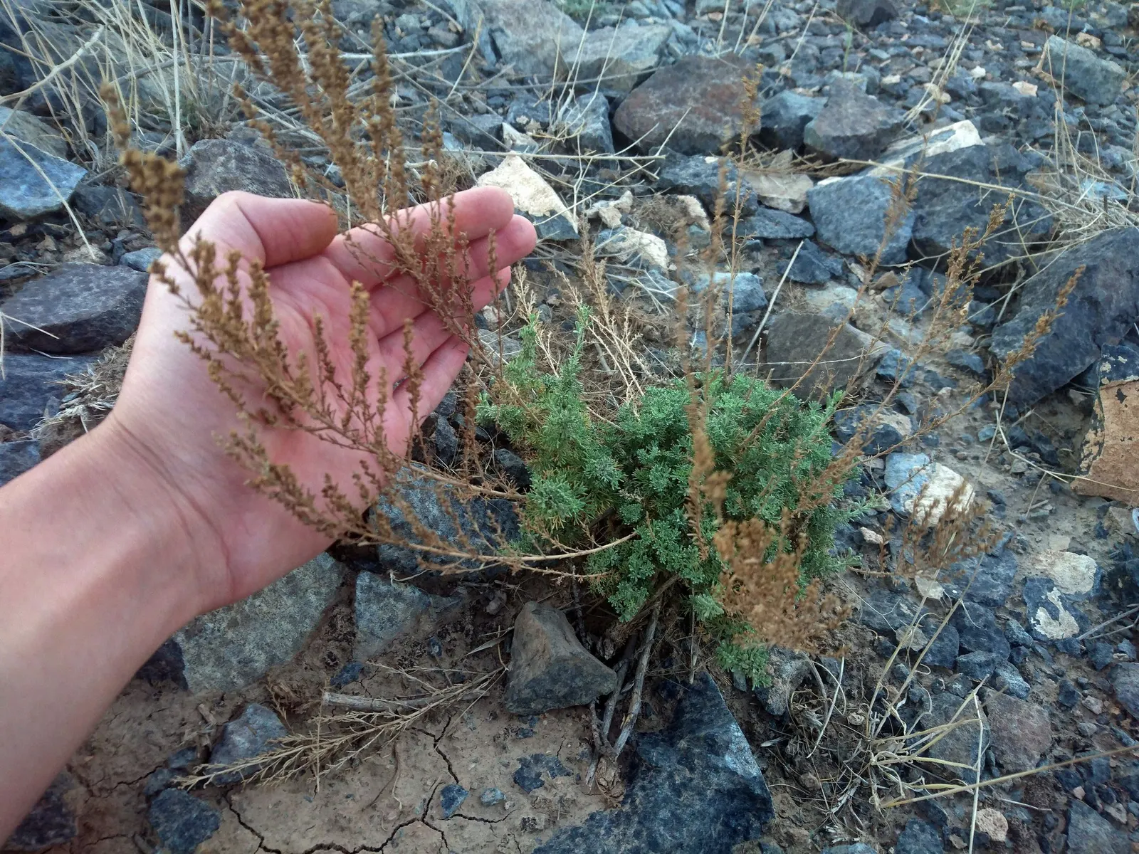 Montara Sagebrush (Artemisia 'Montara') — making it a practical choice for a sustainable landscape design.<br><br>When communicating with clients