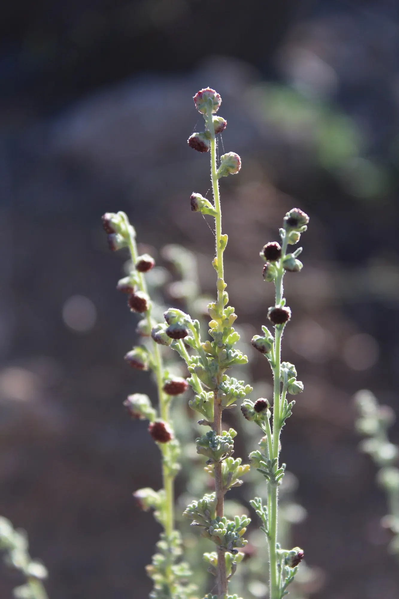 Montara Sagebrush (Artemisia 'Montara') — dwarf cultivar of Artemisia known for its compact growth habit and attractive silvery-grey foliage