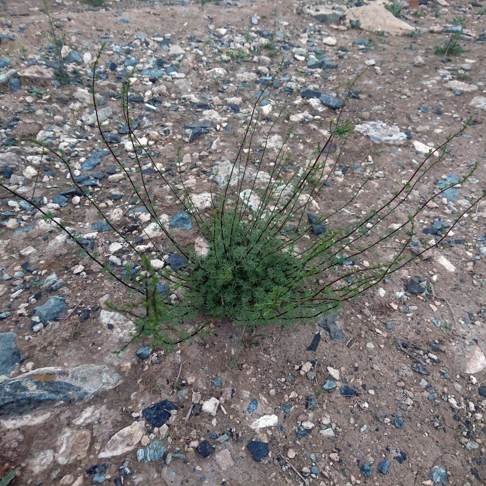 Montara Sagebrush (Artemisia 'Montara') — indicating its resilience to a range of climatic conditions