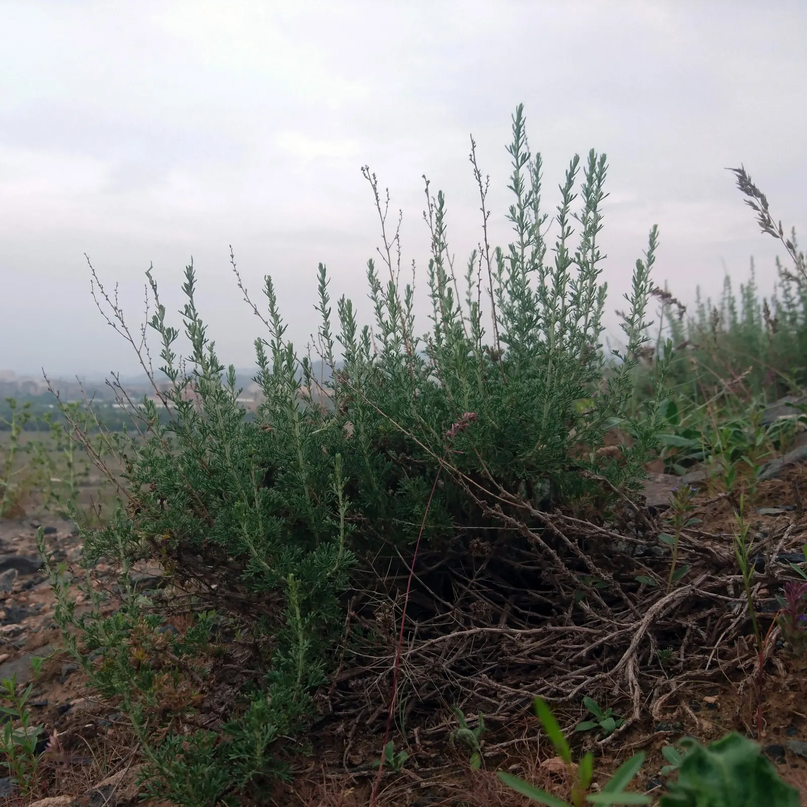 Montara Sagebrush (Artemisia 'Montara') — Montara provides year-round interest in the landscape