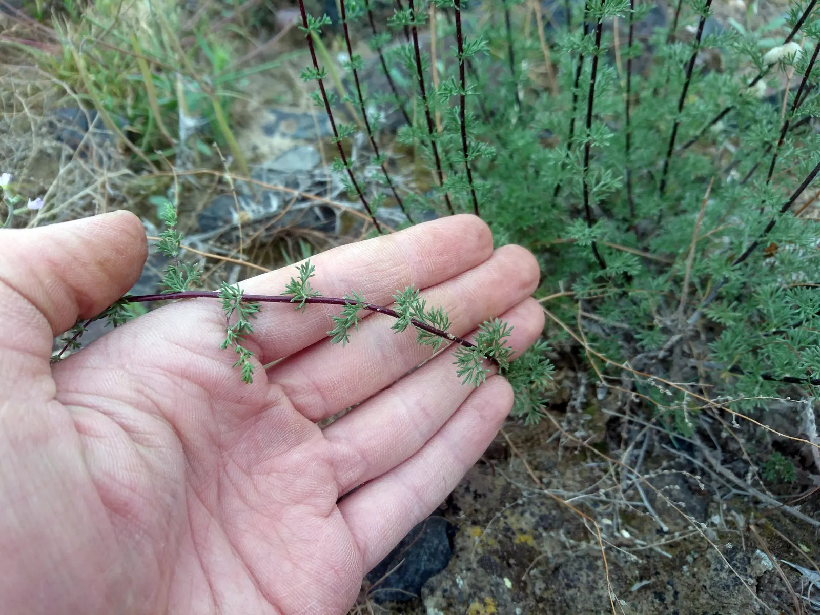 Montara Sagebrush (Artemisia 'Montara') — ground cover / shrub with yellow blooms