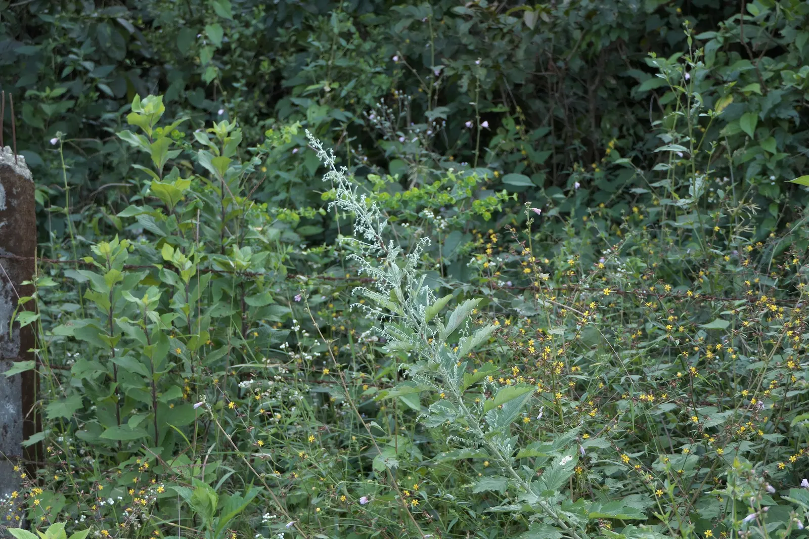 Montara Sagebrush (Artemisia 'Montara') — Montara should be pruned in early spring to encourage bushier growth and maintain its shape