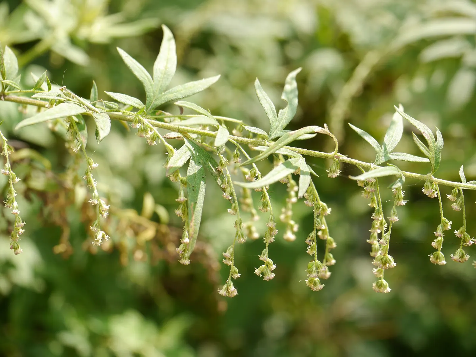 Montara Sagebrush (Artemisia 'Montara') — ground cover / shrub for full or half