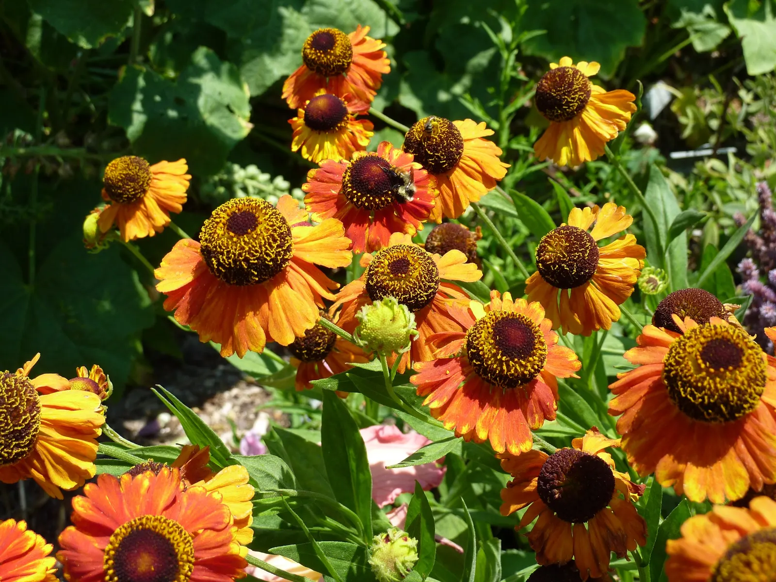 Sneezeweed (Helenium 'Sahin Early Flower') — commonly called Sneezewood