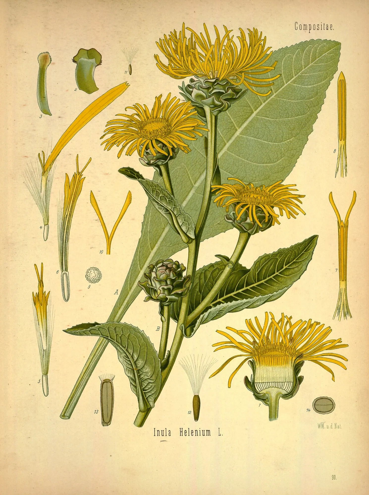 Sneezeweed (Helenium 'Sahin Early Flower') — upright stems are adorned with lance-shaped leaves and crowned with a profusion of daisy-like flowers