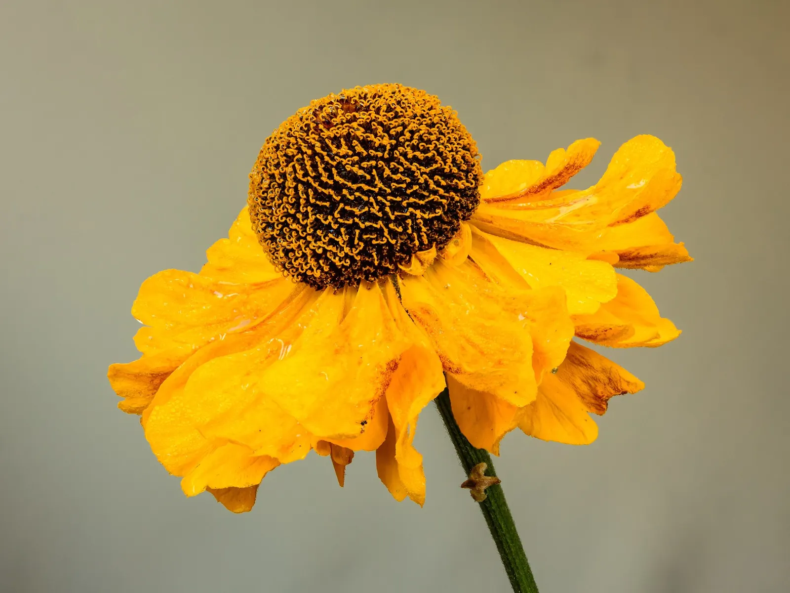Sneezeweed (Helenium 'Sahin Early Flower') — herbaceous perennial boasting daisy-like blooms