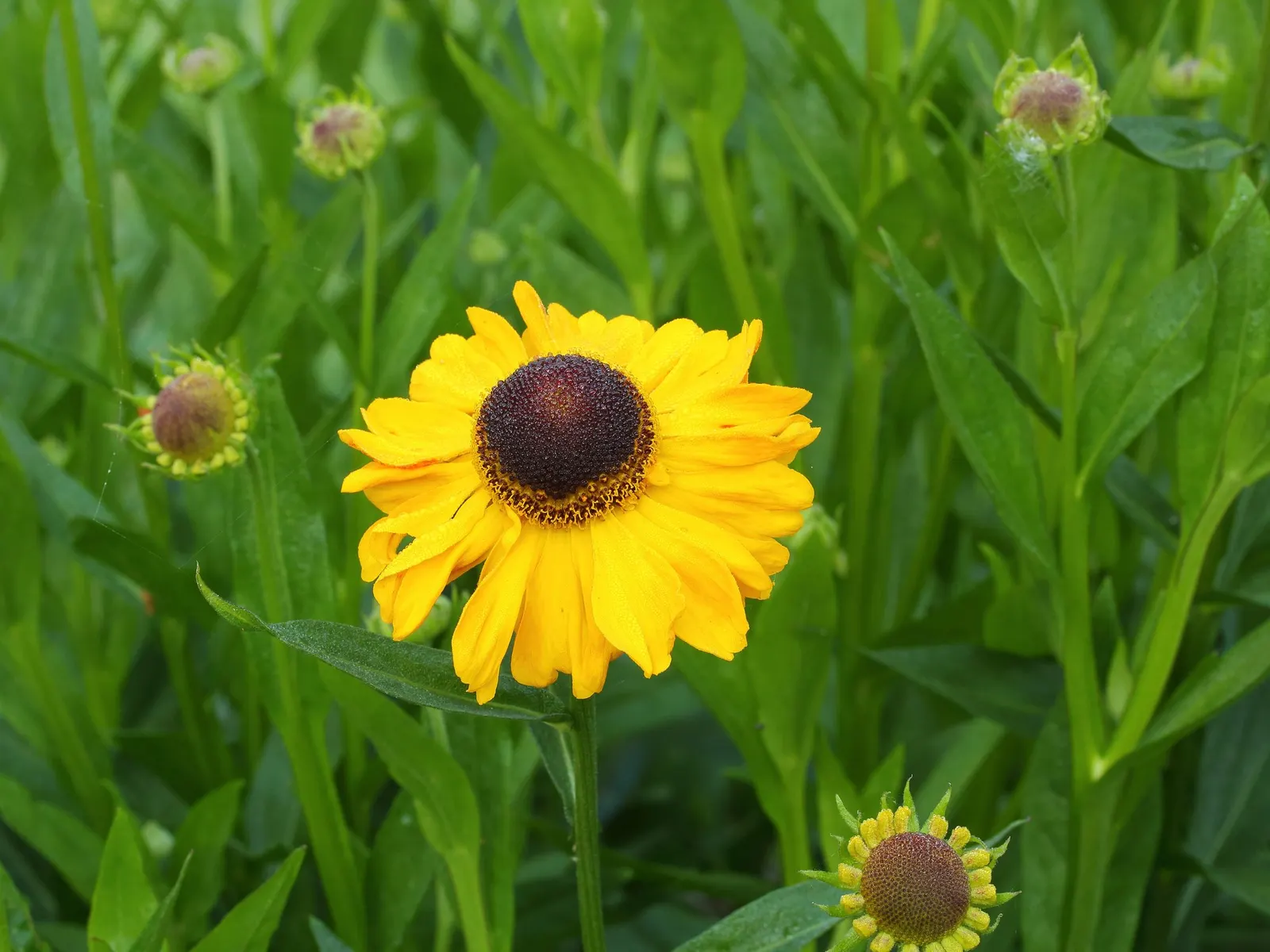 Sneezeweed (Helenium 'Sahin Early Flower') — is a vibrant and hardy perennial that is an excellent addition to any landscape design