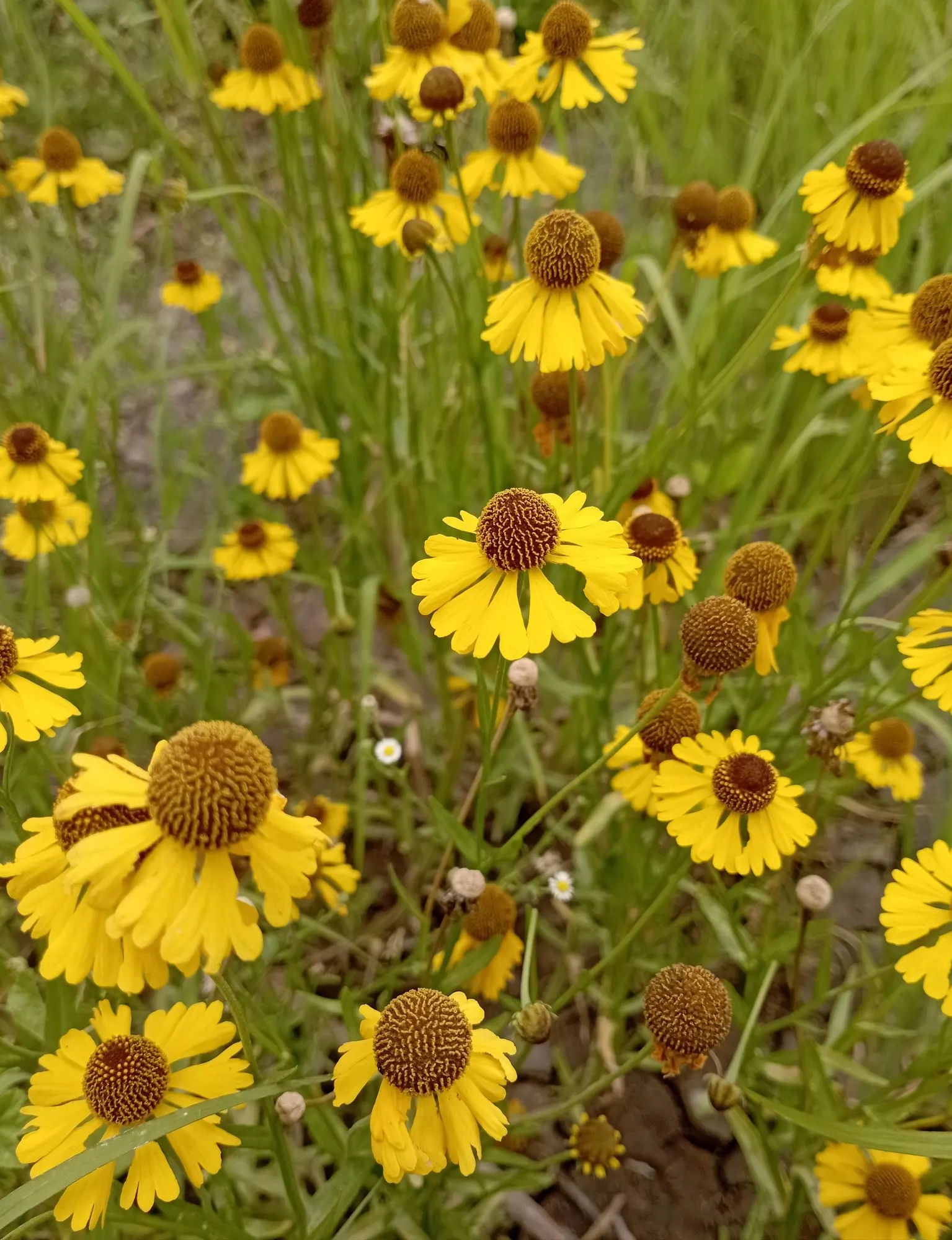 Sneezeweed (Helenium 'Sahin Early Flower') — This cultivar is known for its particularly early and extensive flowering season