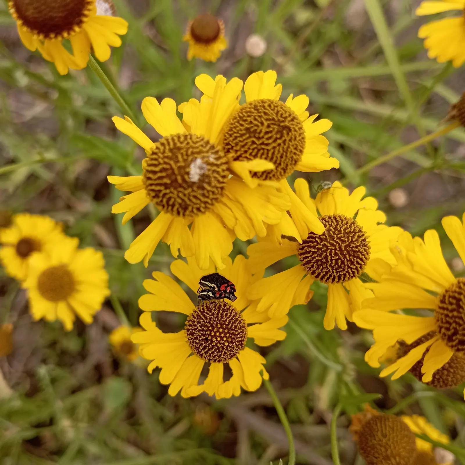 Sneezeweed (Helenium 'Sahin Early Flower') — making it a medium-sized plant that works well in the middle or back of borders