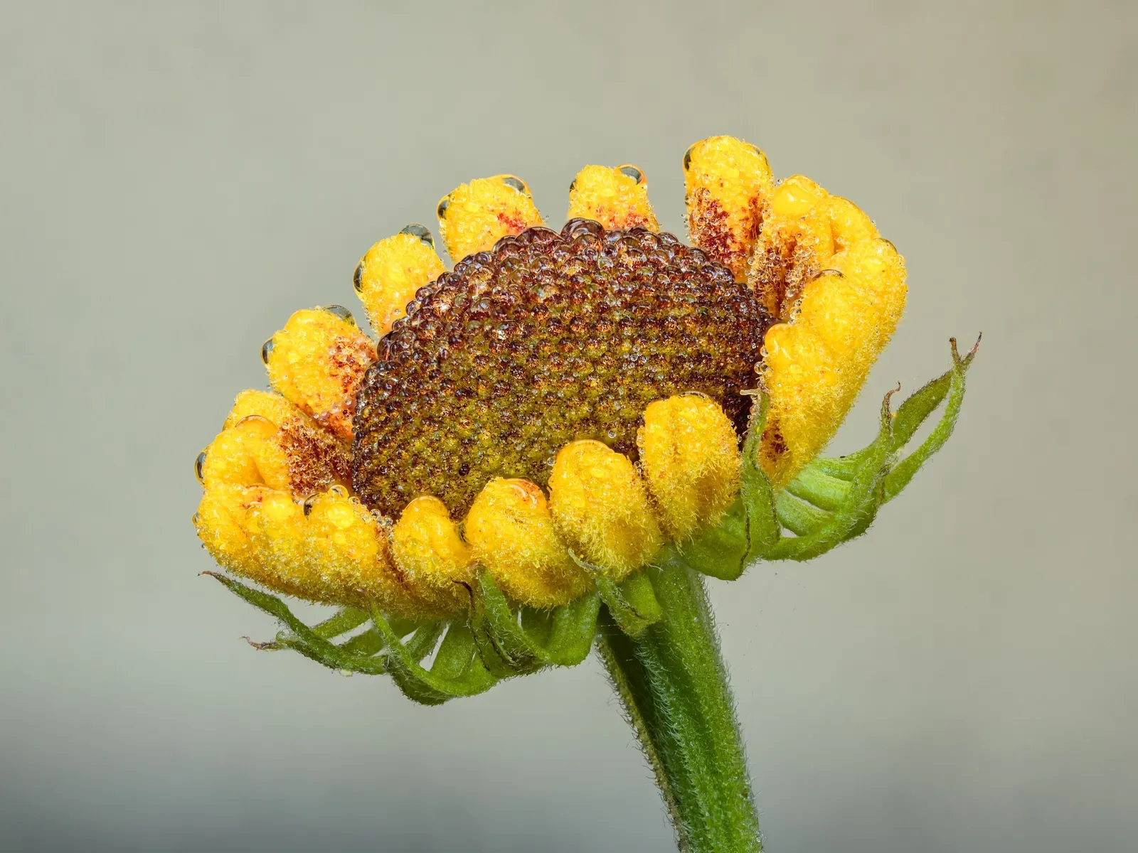 Sneezeweed (Helenium 'Sahin Early Flower') — consider its height and color for creating visually compelling designs and seasonal interest