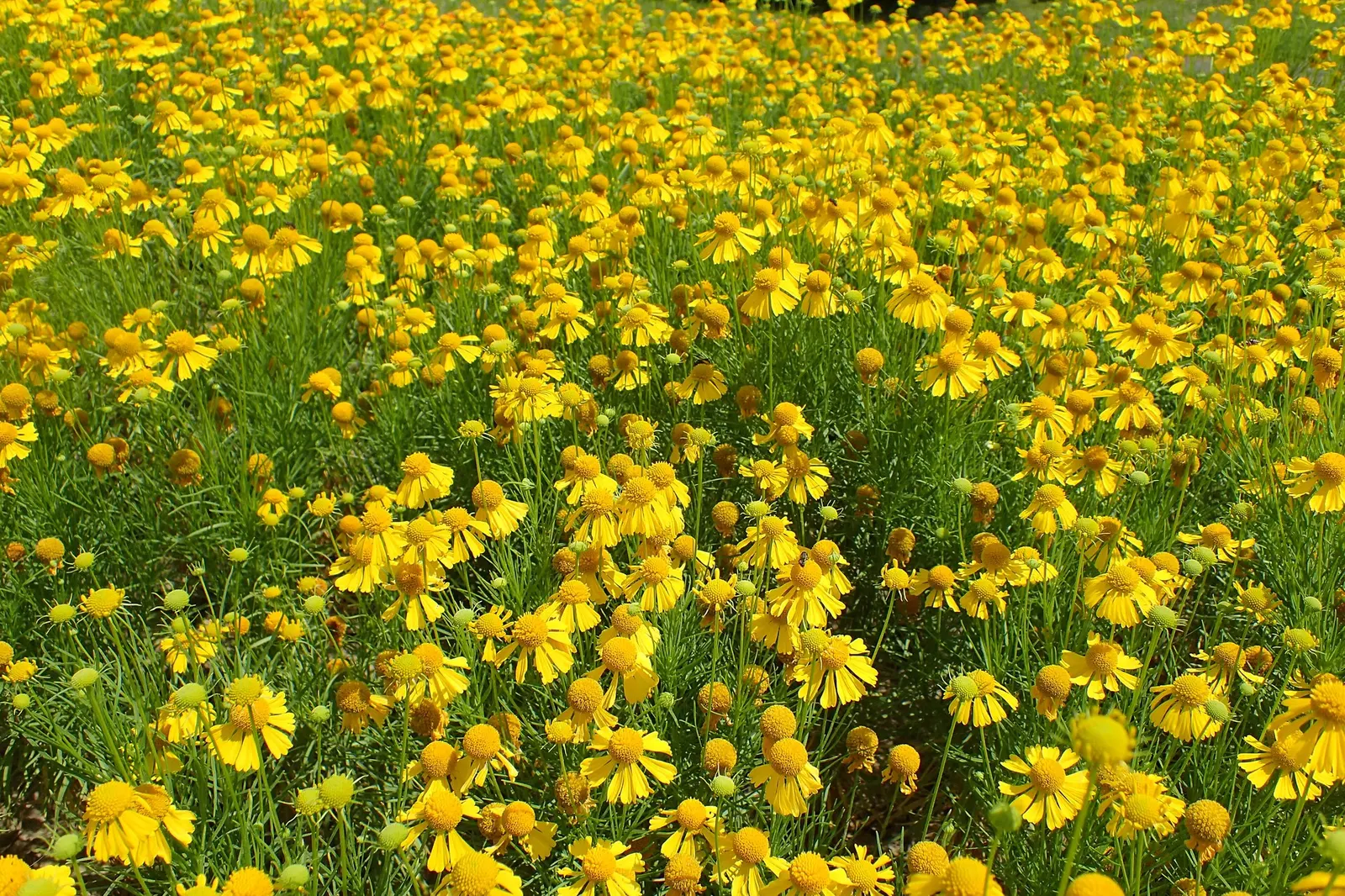 Sneezeweed (Helenium 'Sahin Early Flower') — The Sneezewood is not only visually arresting but also attracts an array of pollinators