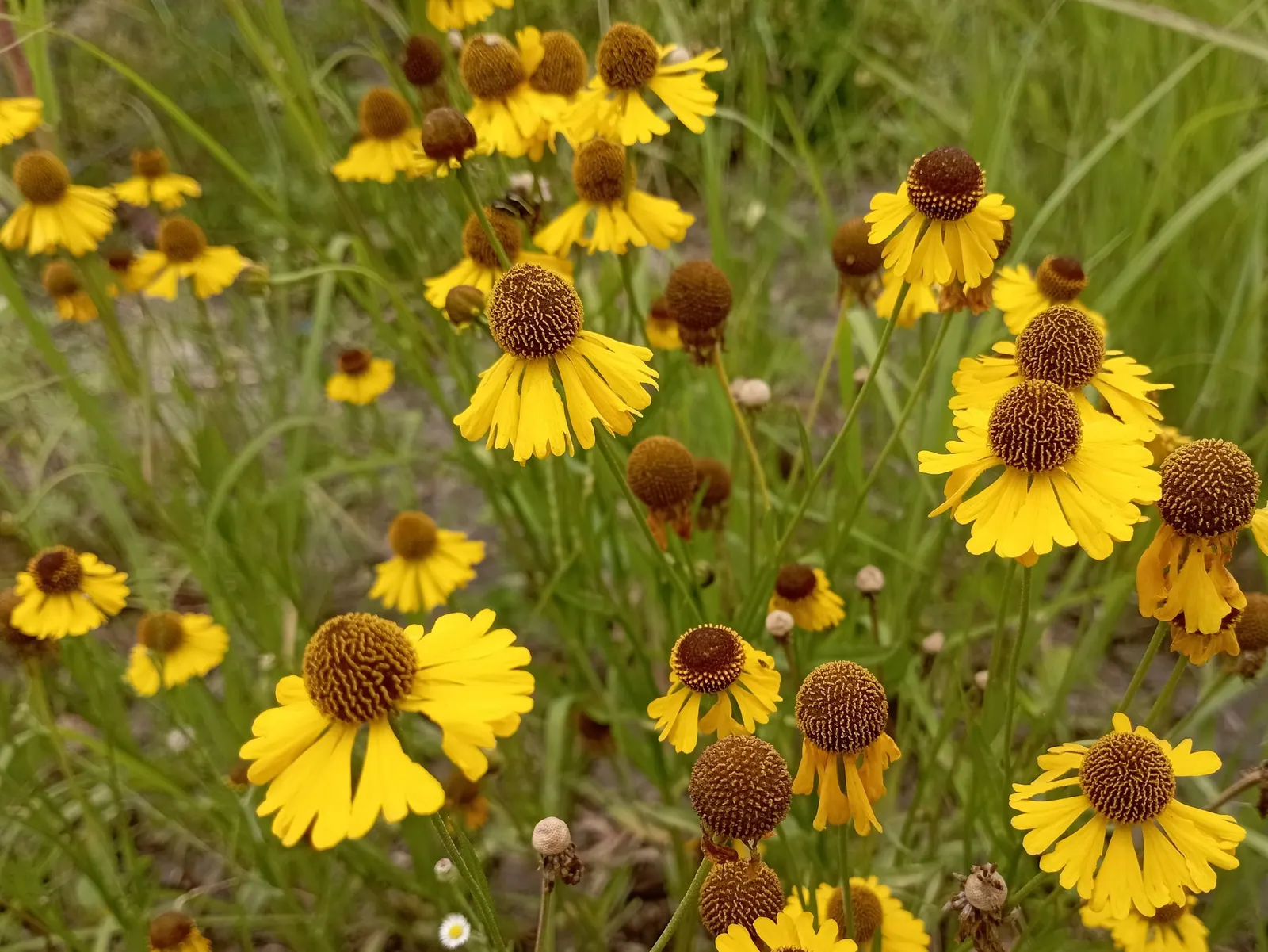 Sneezeweed (Helenium 'Sahin Early Flower') — offering long-lasting color and attracting butterflies and bees