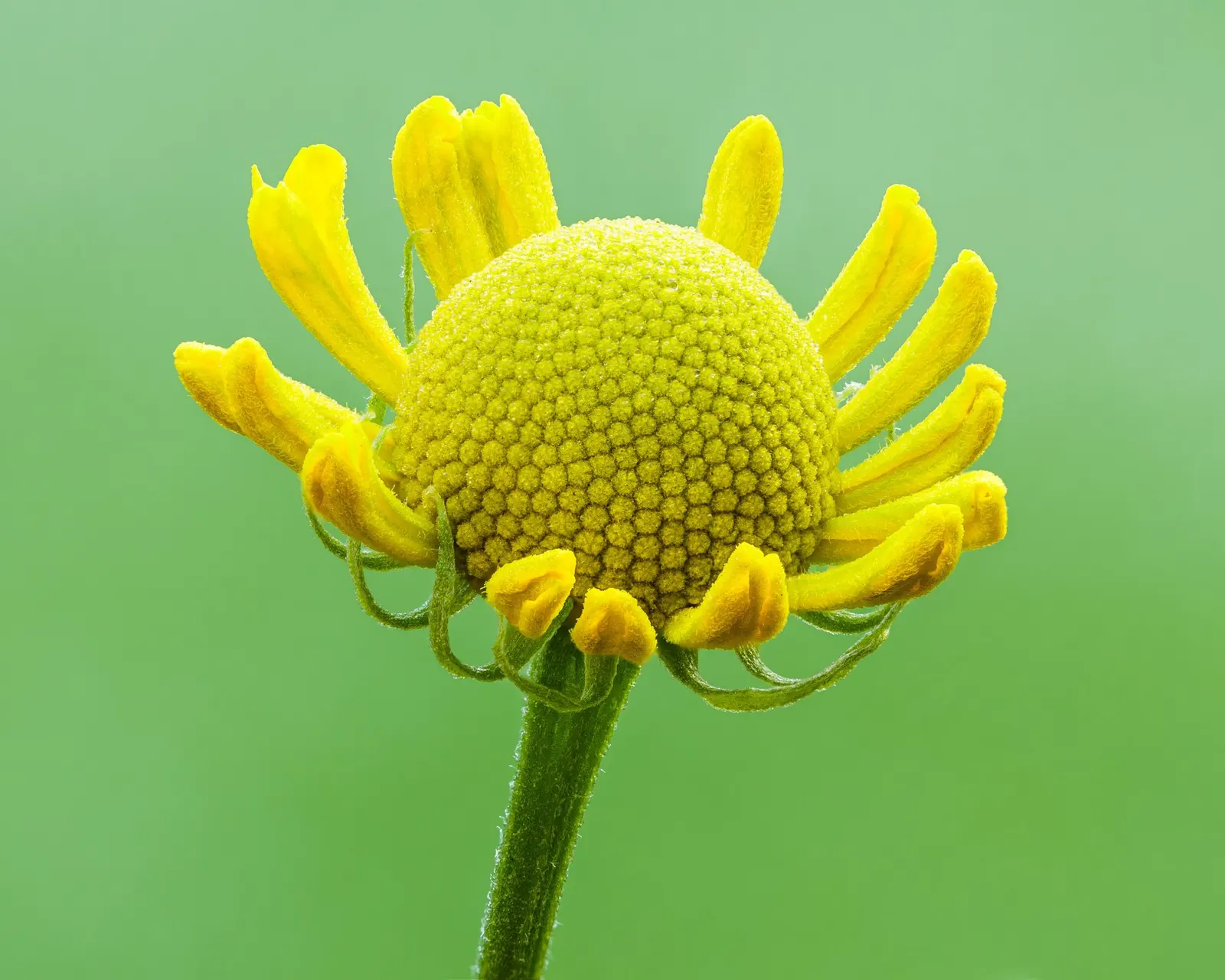 Sneezeweed (Helenium 'Sahin Early Flower') — Deadheading spent flowers can encourage prolonged blooming