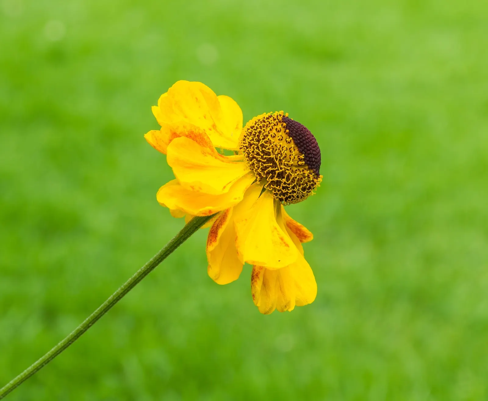 Sneezeweed (Helenium 'Sahin Early Flower') — ranging from yellow and orange to rich brownish-red