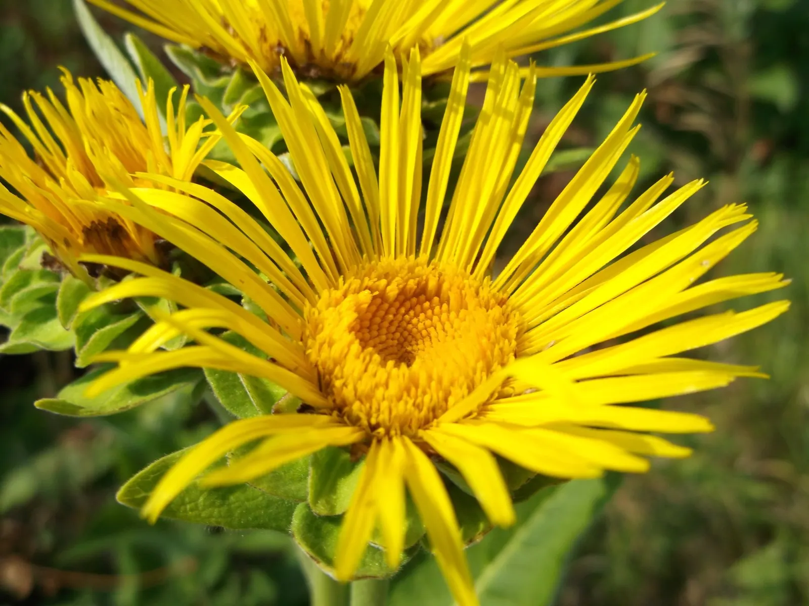 Sneezeweed (Helenium 'Sahin Early Flower') — It requires moist, well-drained soil and benefits from regular watering, especially during dry spells