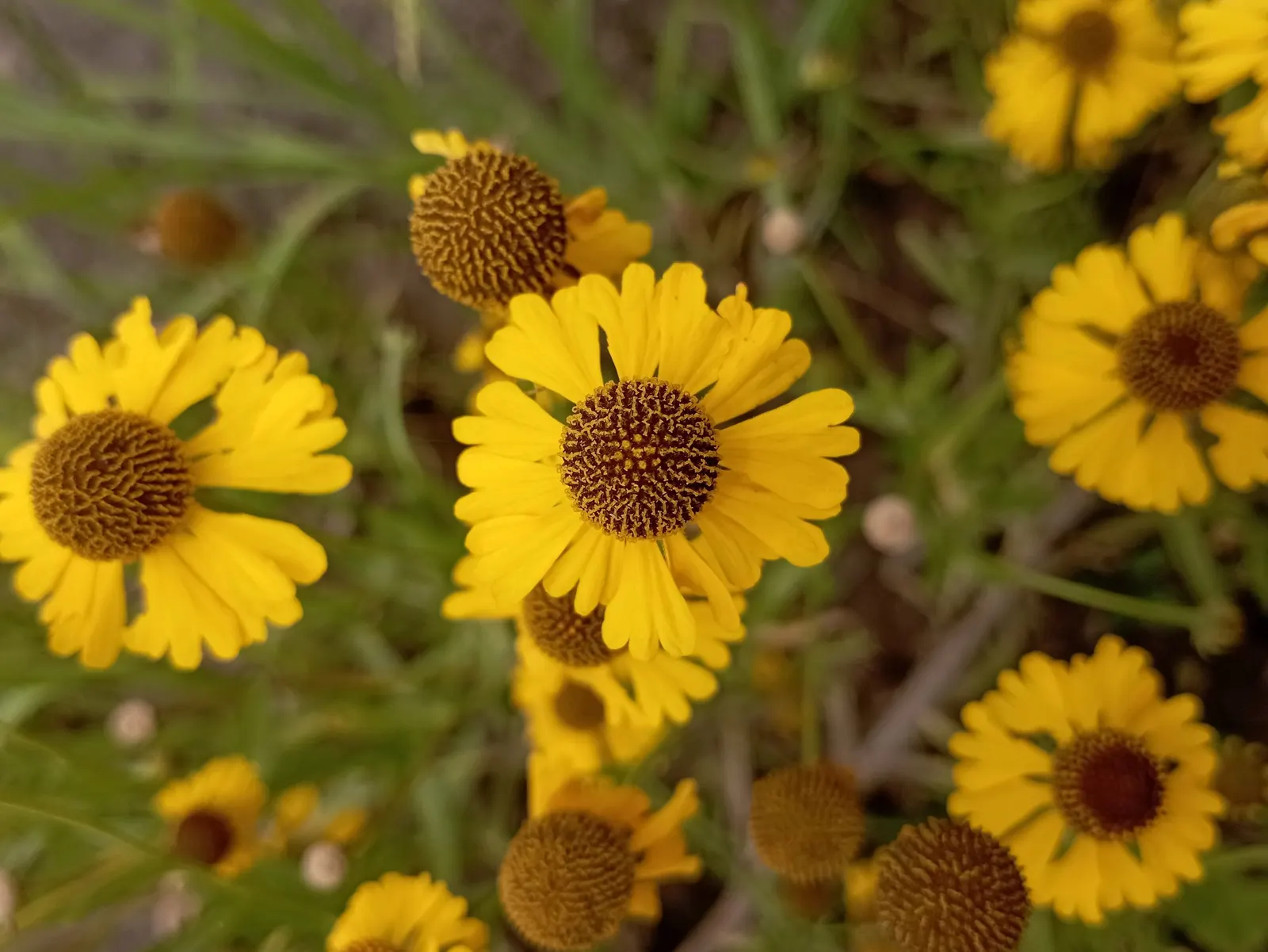 Sneezeweed (Helenium 'Sahin Early Flower') — or Helenium 'Sahin Early Flowerer'