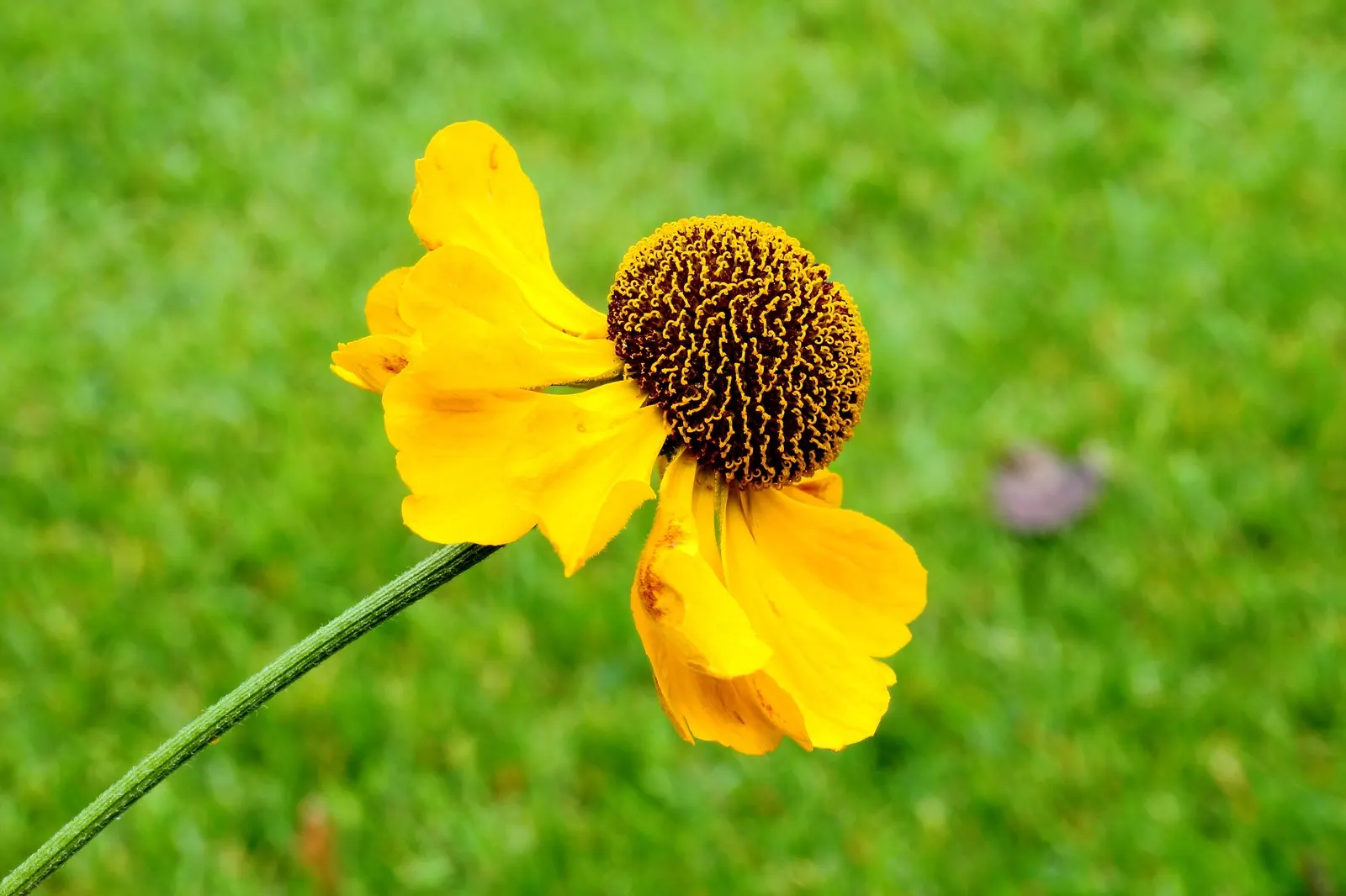 Sneezeweed (Helenium 'Sahin Early Flower') — ensuring the Sneezewood remains a garden highlight well into the autumn months