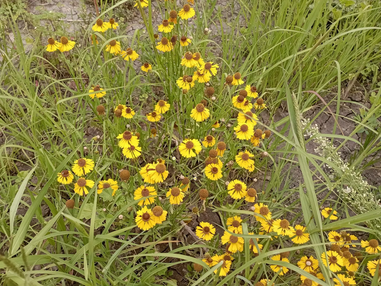 Sneezeweed (Helenium 'Sahin Early Flower') — offering both aesthetic appeal and long-lasting blooms