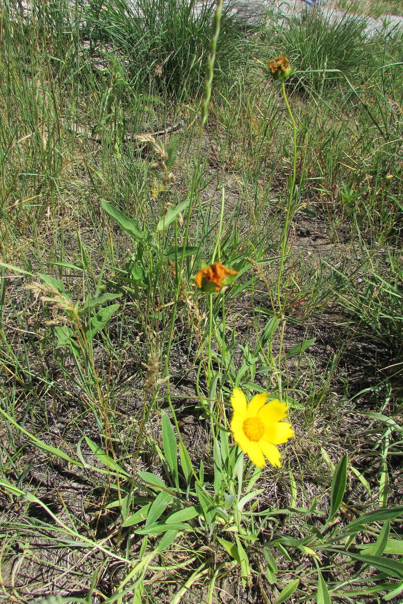 Sneezeweed (Helenium 'Sahin Early Flower') — including butterflies and bees