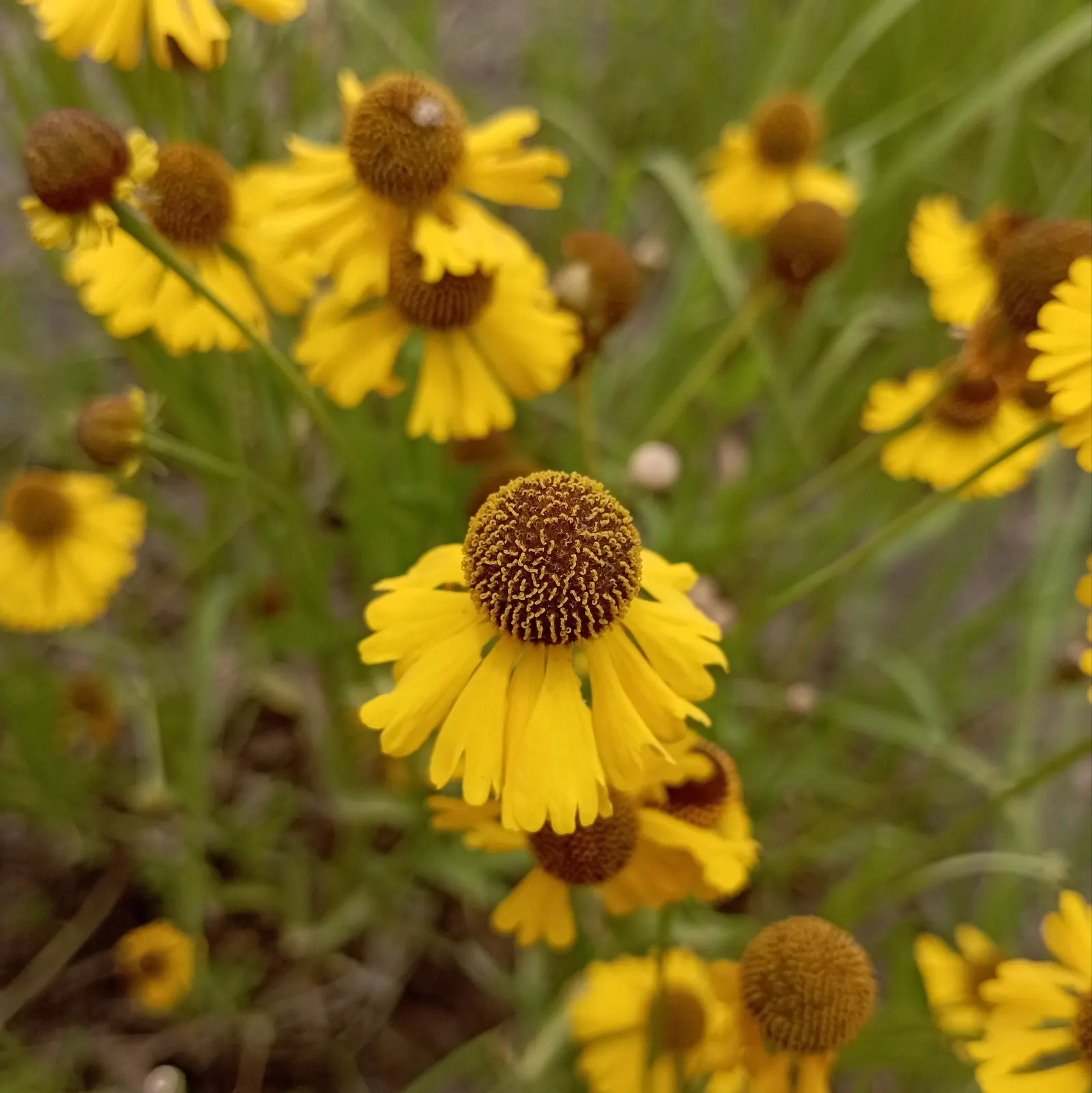 Sneezeweed (Helenium 'Sahin Early Flower') — Flowers, with warm shades from yellow to reddish-brown, emerge in mid-summer and persist until fall