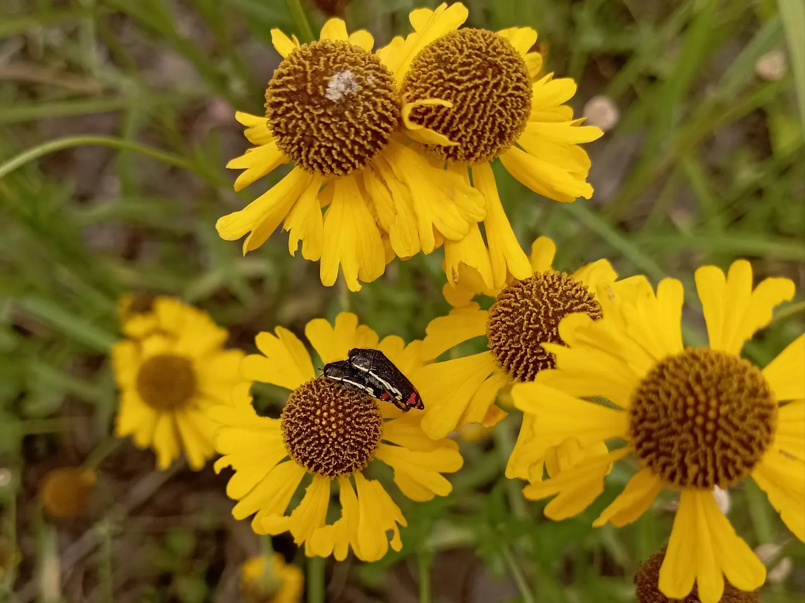 Sneezeweed (Helenium 'Sahin Early Flower') — gold and orange and red flowers in the garden