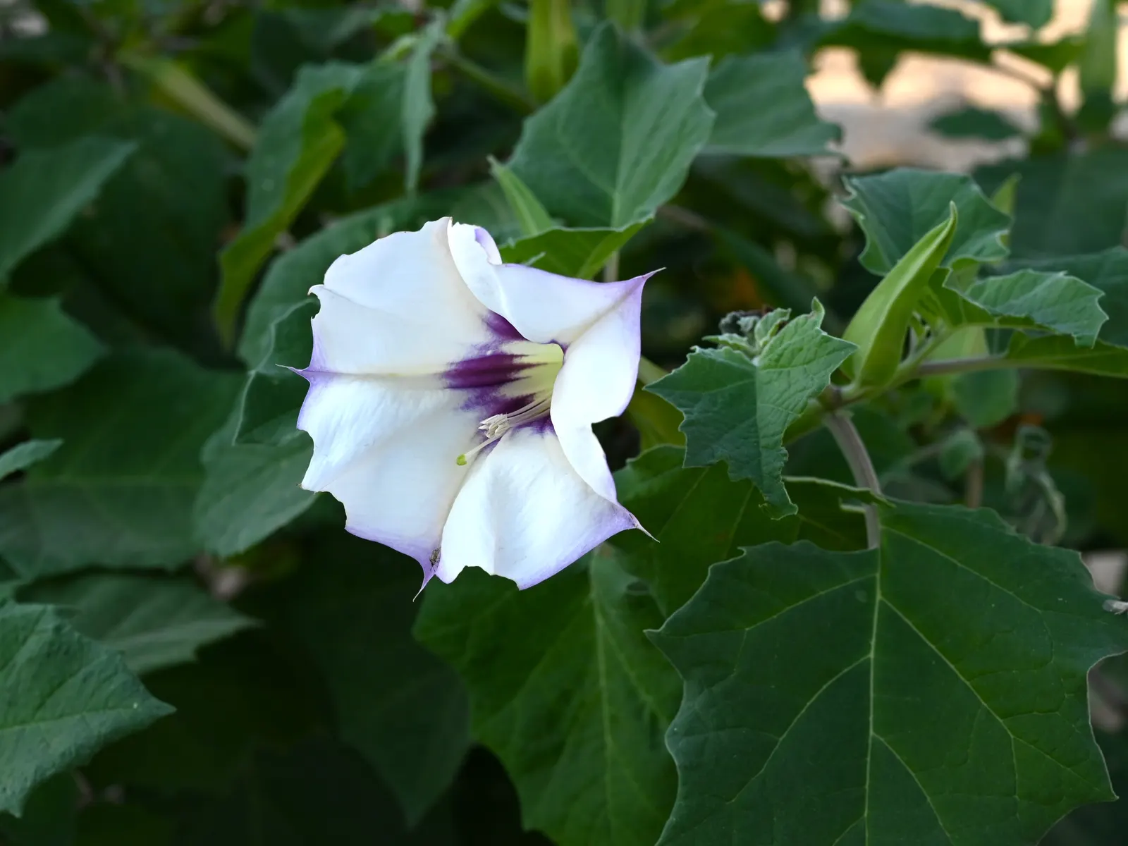Angel's Trumpet (Brugmansia X Candida) — is a stunning and impactful ornamental plant that commands attention in any garden; white flowers in the, image 127