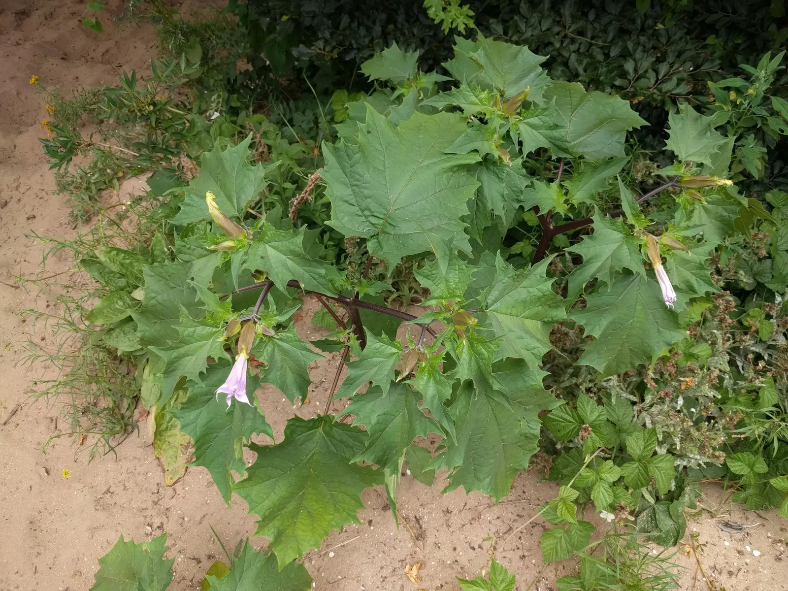 Angel's Trumpet (Brugmansia X Candida) — pendulous flowers up to 12 inches long with fragrant; handle with care, as all parts are toxic if ingested, image 97