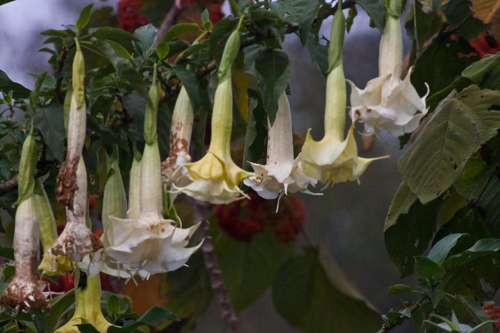 Angel's Trumpet (Brugmansia X Candida) — making it an excellent choice for a focal point or a background plant in a mixed border; also popularly recognized as