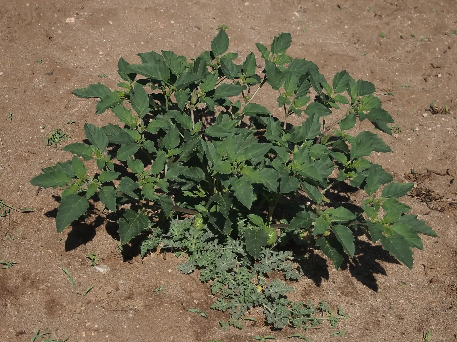 Angel's Trumpet (Brugmansia X Candida) — Brugmansia x candida reaches heights of 6 to 15 feet with a comparable spread; shrub with white blooms, image 86