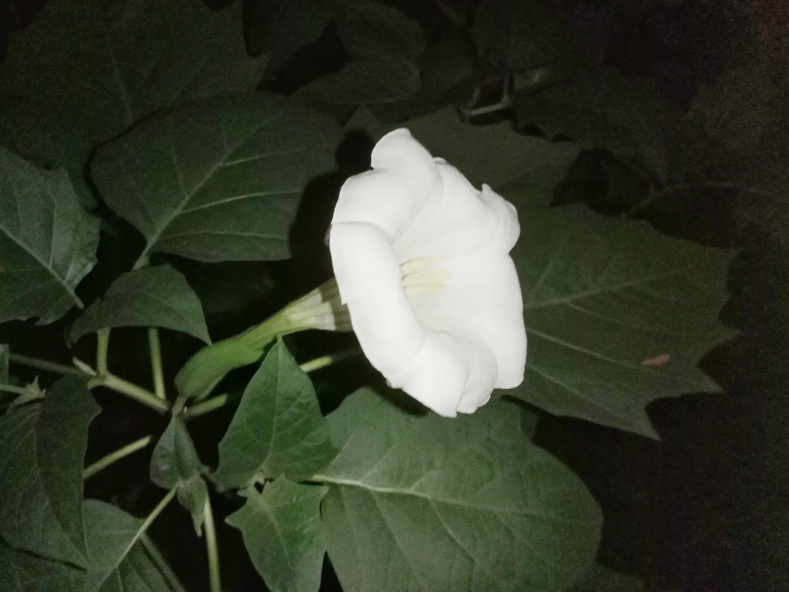 Angel's Trumpet (Brugmansia X Candida) — Thriving in USDA zones 9-12, this plant prefers full sun to partial shade and well-drained soil; these, image 122