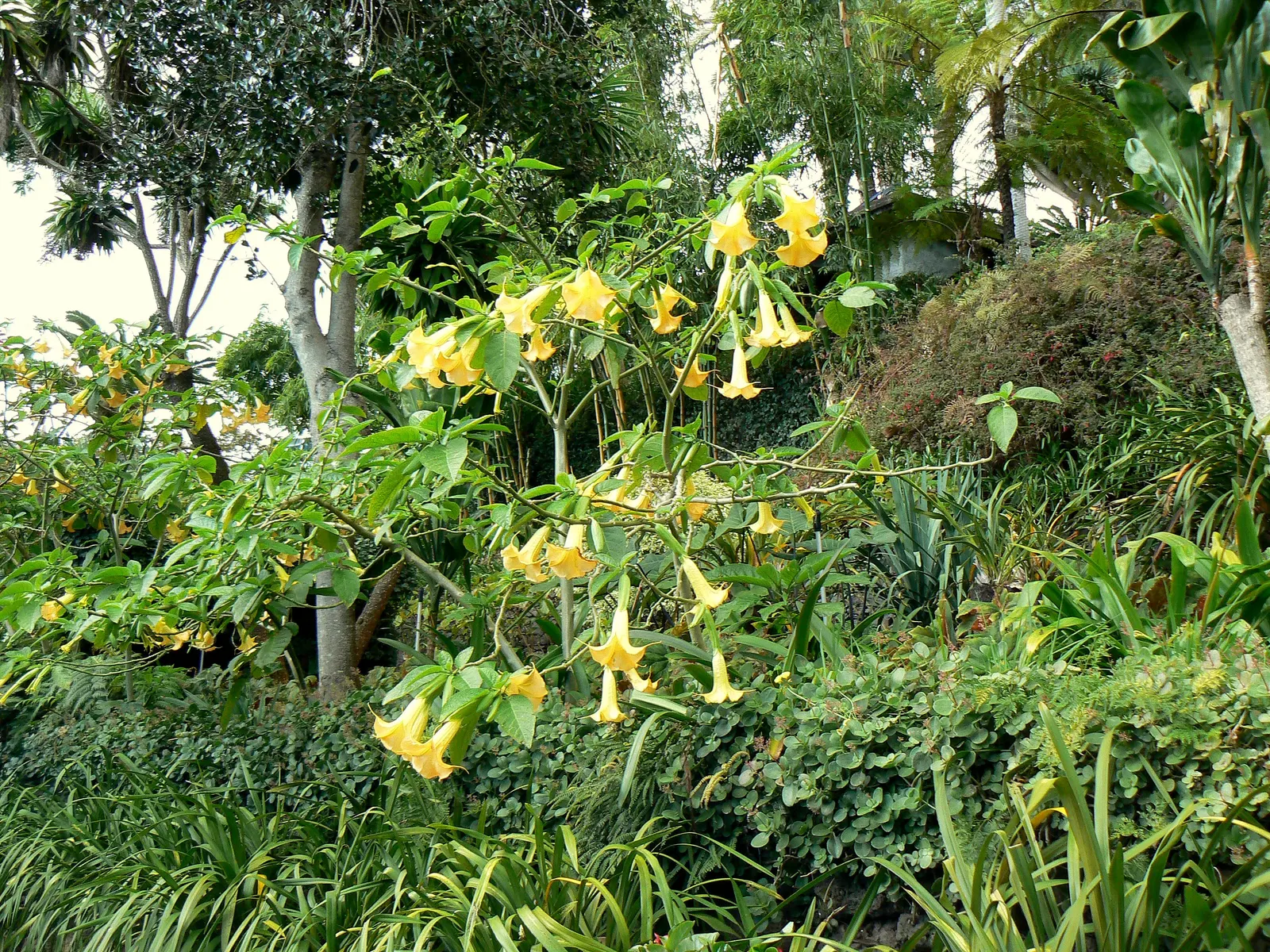Angel's Trumpet (Brugmansia X Candida) — making it an excellent choice for a focal point or a background plant in a mixed border; also popularly, image 63