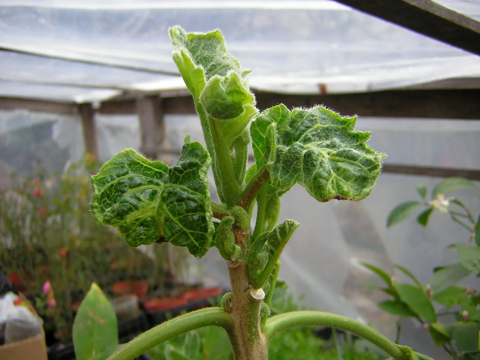 Angel's Trumpet (Brugmansia X Candida) — These blossoms can range in color from pure white to soft pinks and yellows; thriving in USDA zones 9-12, image 59
