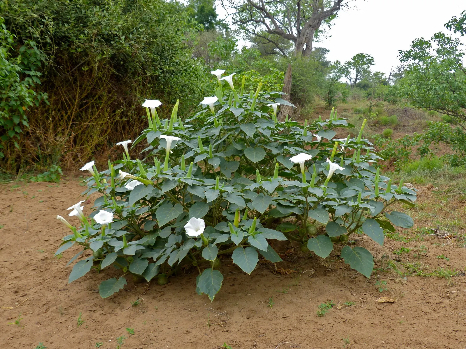 Angel's Trumpet (Brugmansia X Candida) — also popularly recognized as Brugmansia x candida