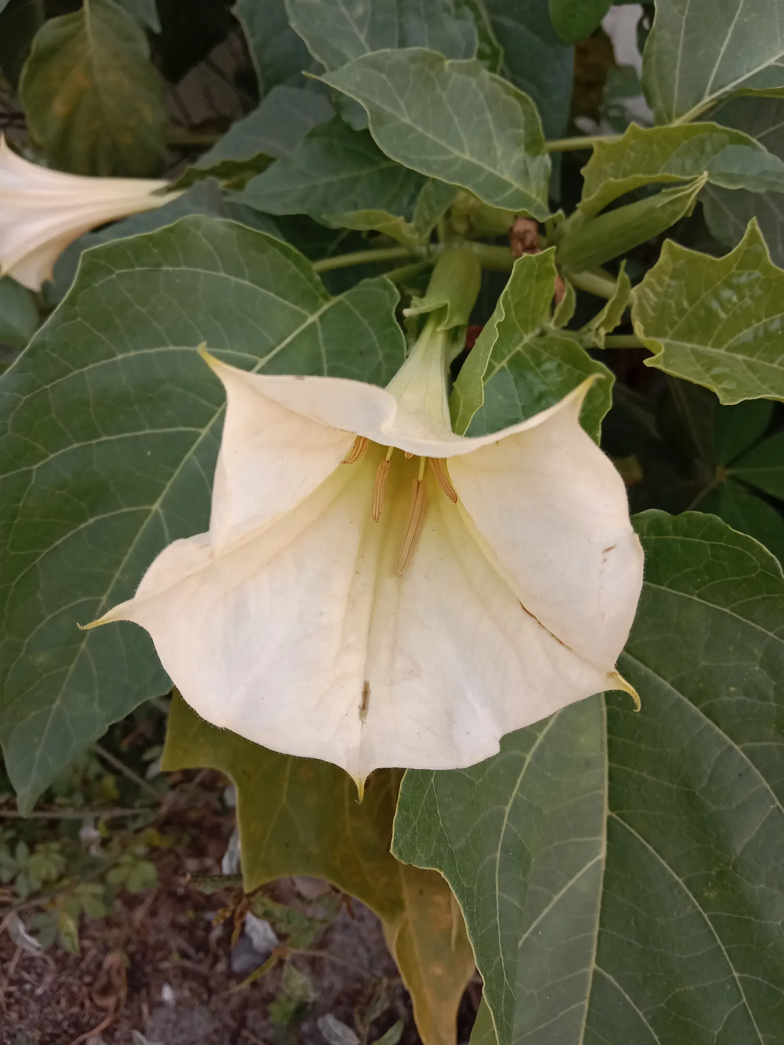 Angel's Trumpet (Brugmansia X Candida) — this plant can be treated as an annual or overwintered indoors to protect it from freezing temperatures; it reaches