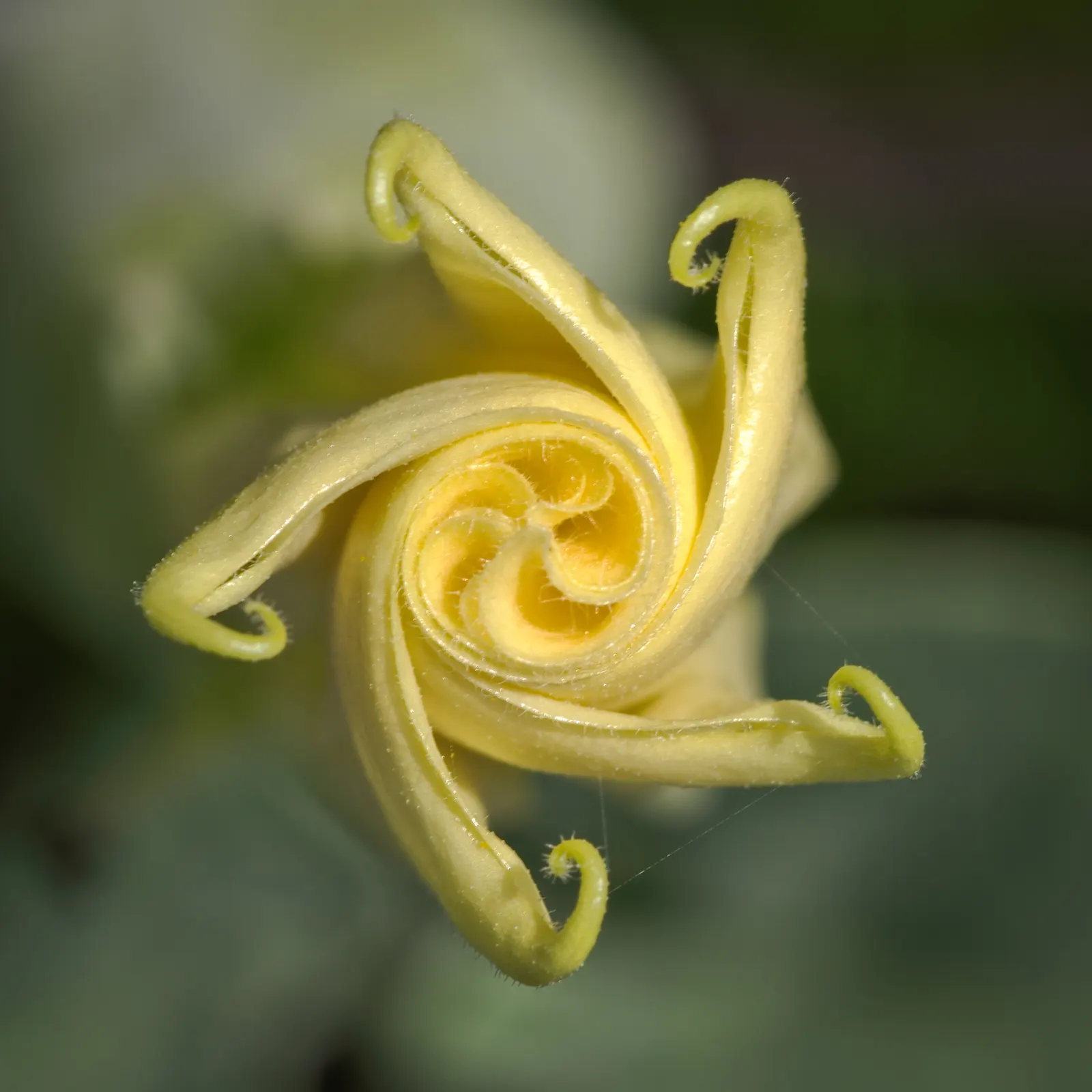 Angel's Trumpet (Brugmansia X Candida) — trumpet-shaped flowers that dangle elegantly