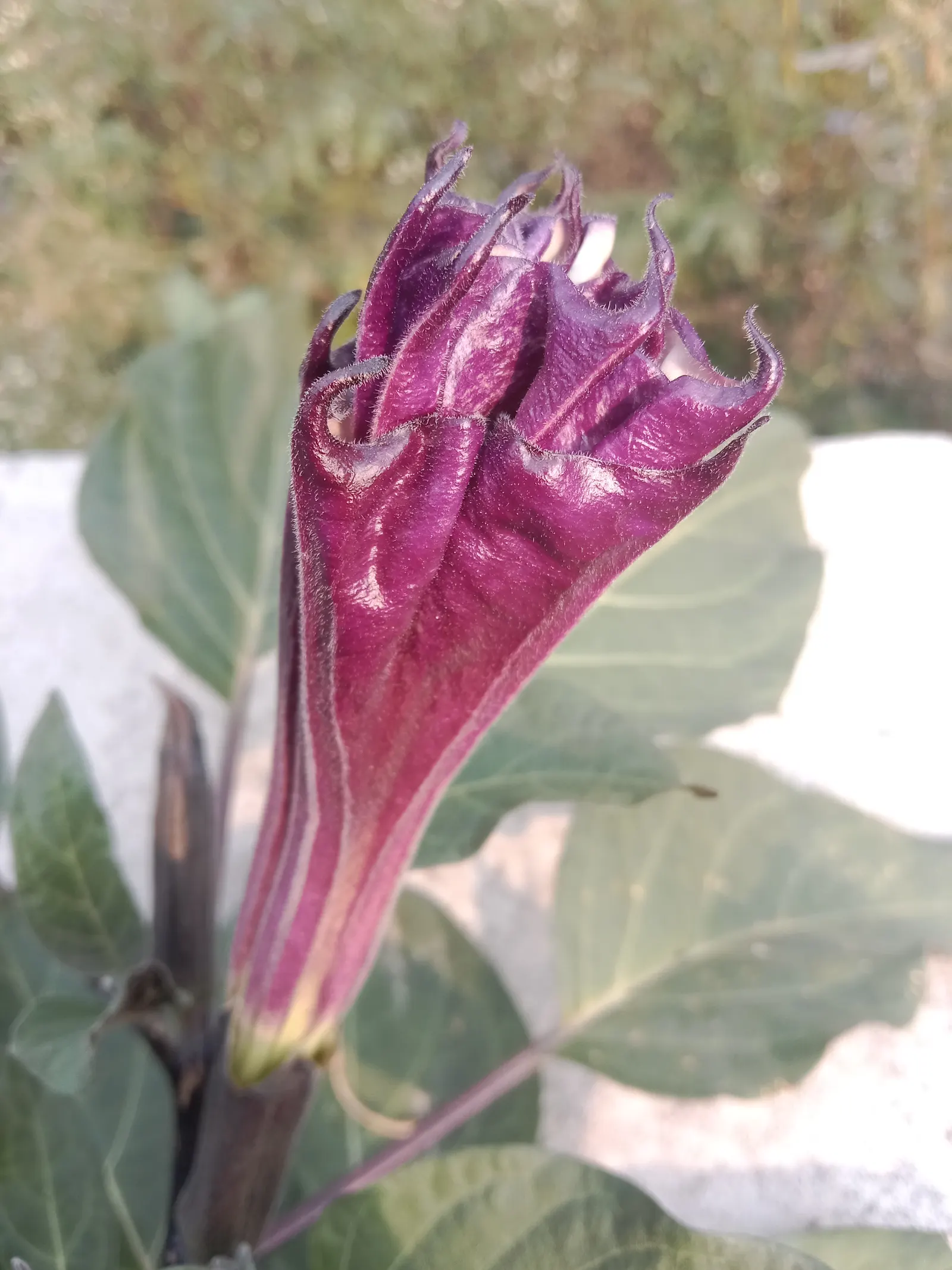 Angel's Trumpet (Brugmansia X Candida) — is a stunning and impactful ornamental plant that commands attention in any garden; white flowers in the garden
