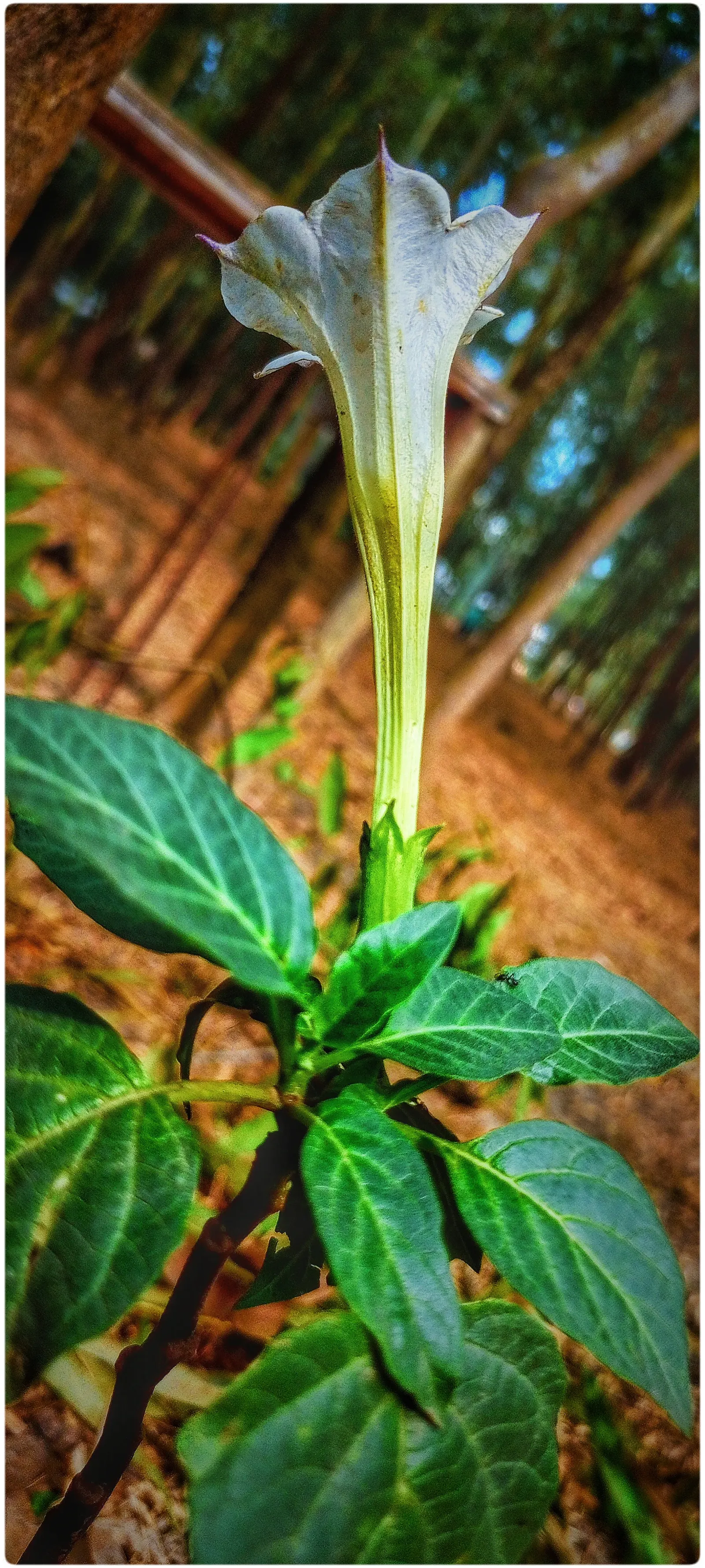 Angel's Trumpet (Brugmansia X Candida) — Ideal for adding visual drama and nighttime fragrance to garden spaces; it is known for its distinctive, image 77