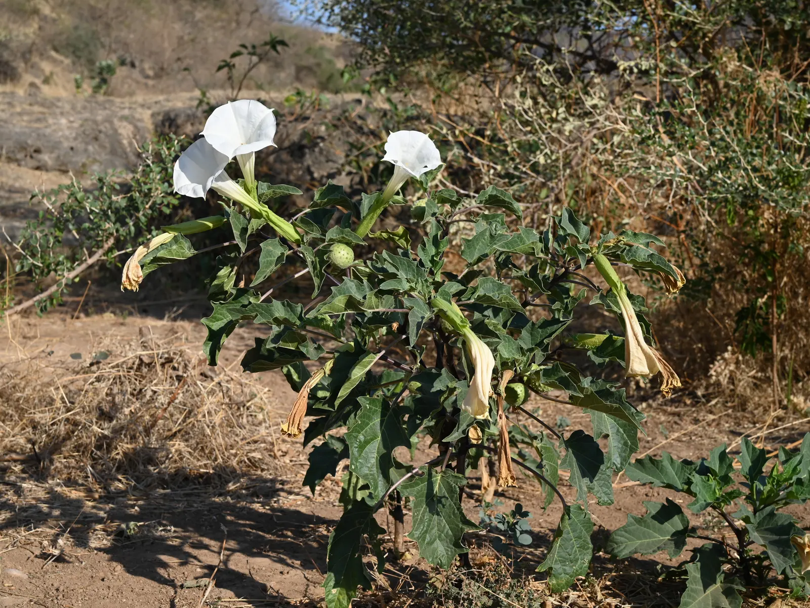 Angel's Trumpet (Brugmansia X Candida) — ensuring it complements the overall aesthetic while considering its cultural needs and safety, image 117