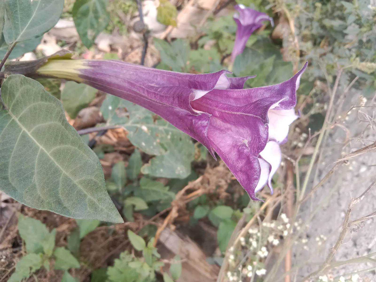 Angel's Trumpet (Brugmansia X Candida) — this plant can be treated as an annual or overwintered indoors to protect it from freezing temperatures