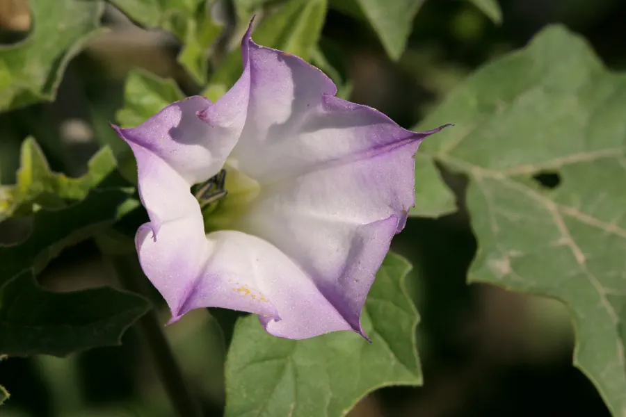 Angel's Trumpet (Brugmansia X Candida) — Thriving in USDA zones 9-12, this plant prefers full sun to partial shade and well-drained soil; these, image 74