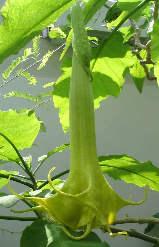 Angel's Trumpet (Brugmansia X Candida) — Cold-hardiness usually falls within USDA zones 9 to 12.<br><br>For optimal impact in landscape design; often reaching