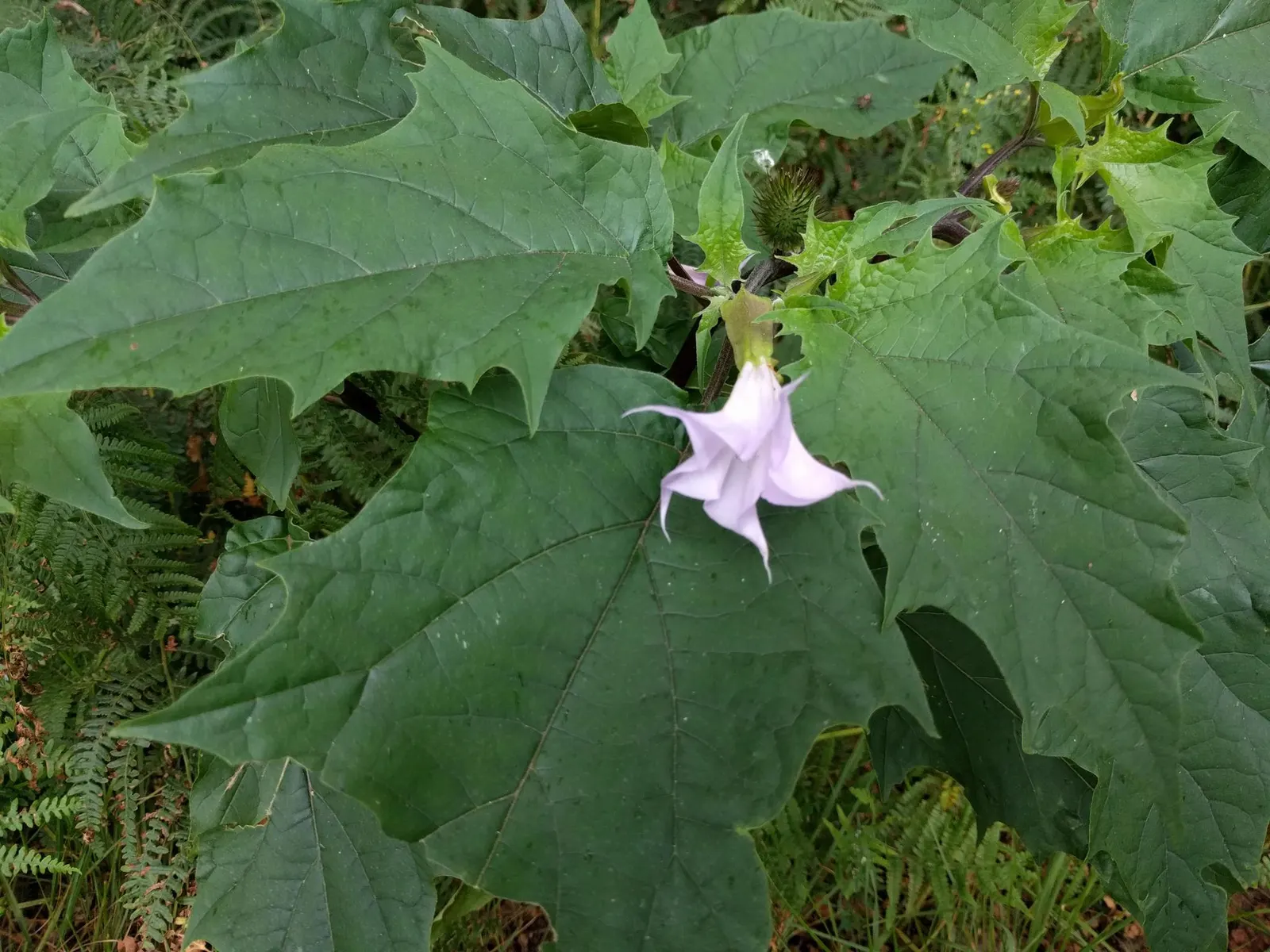 Angel's Trumpet (Brugmansia X Candida) — often reaching lengths of 6 to 10 inches; cold-hardiness usually falls within USDA zones 9 to, image 130