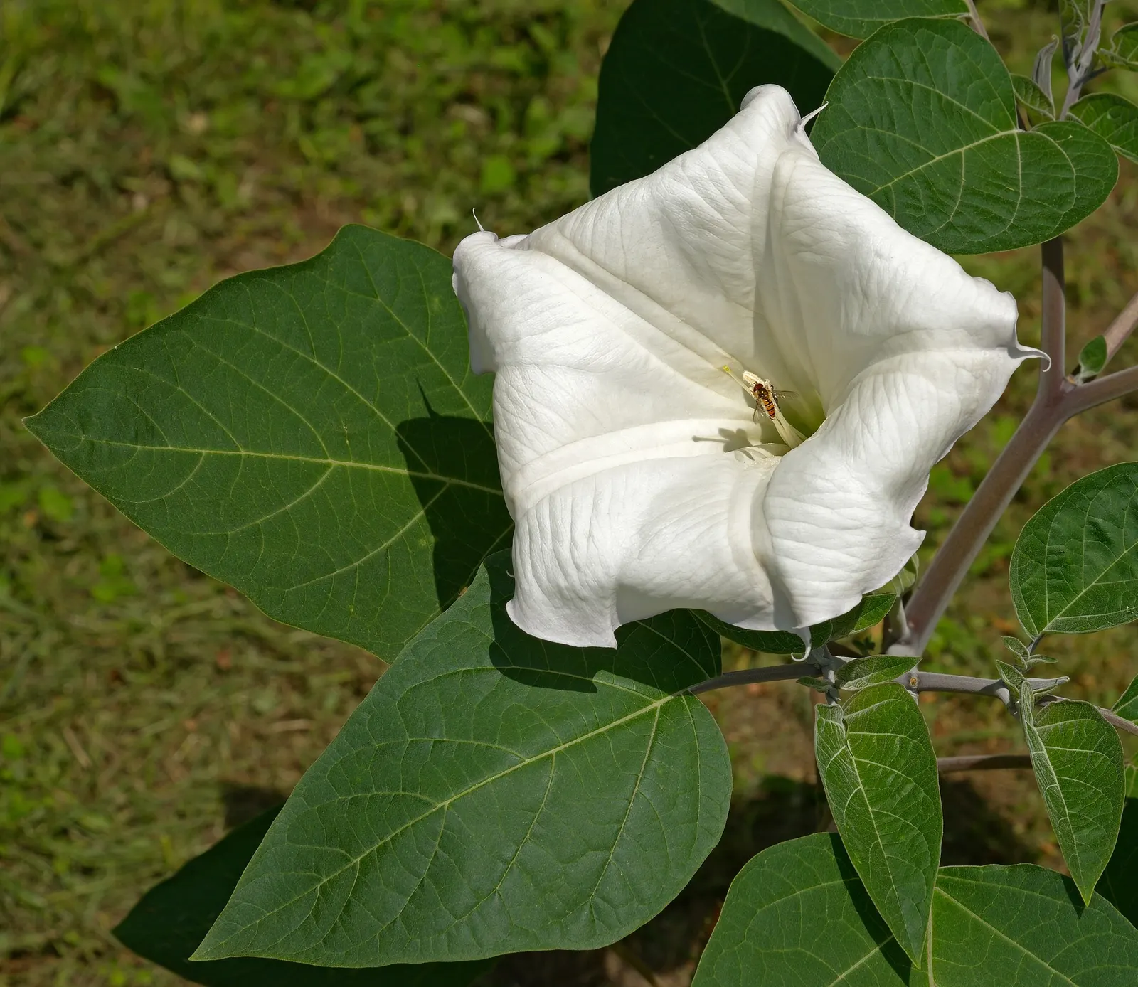 Angel's Trumpet (Brugmansia X Candida) — Handle with care, as all parts are toxic if ingested