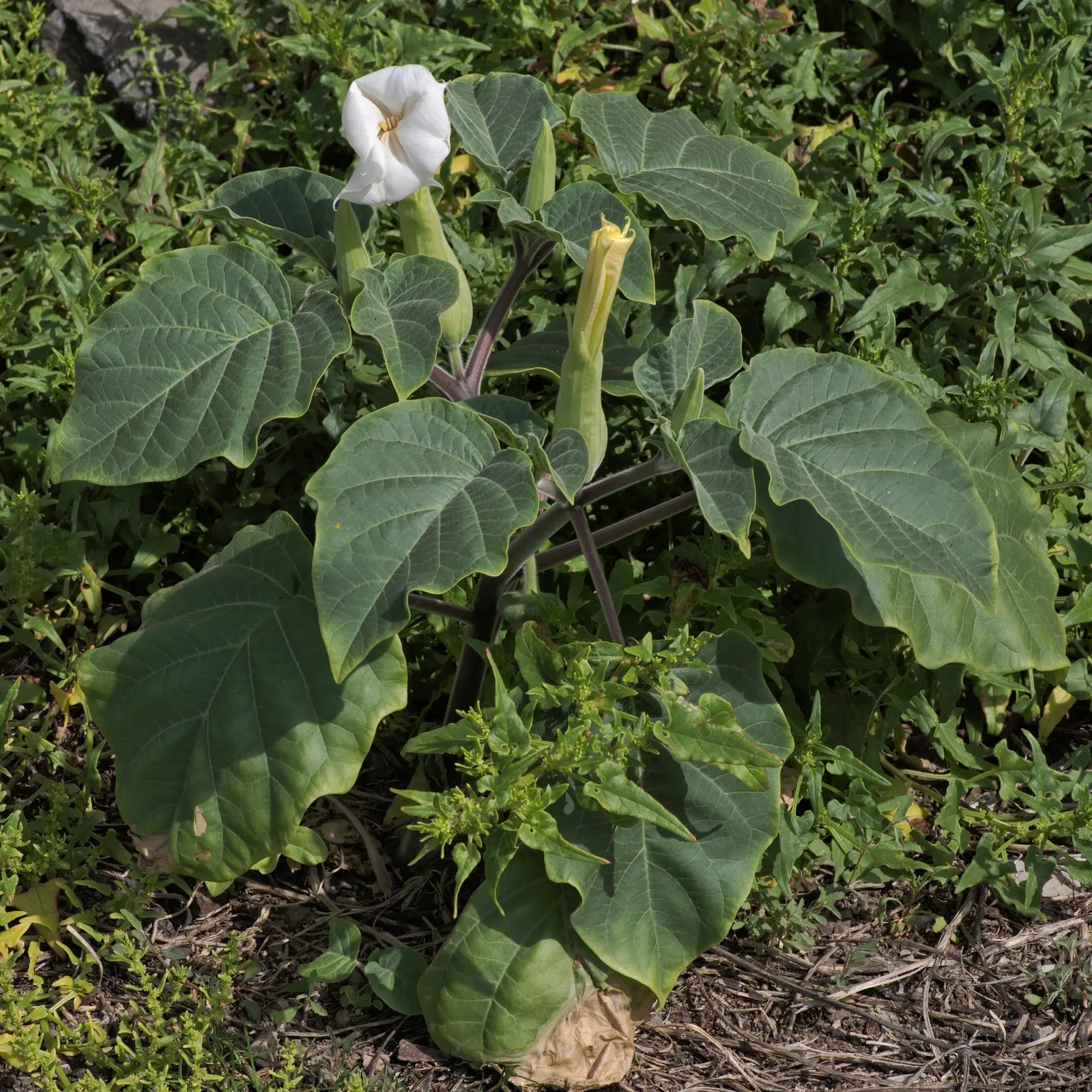 Angel's Trumpet (Brugmansia X Candida) — pendulous flowers up to 12 inches long with fragrant; handle with care, as all parts are toxic if ingested, image 73
