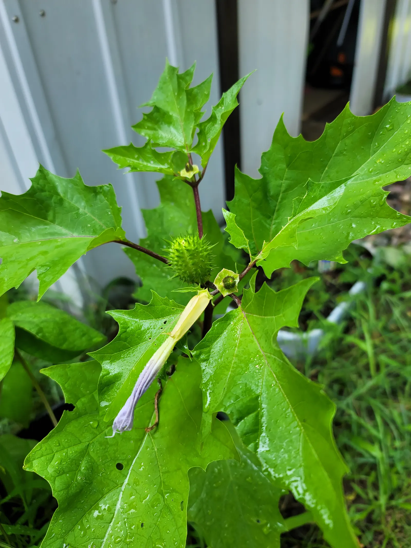 Angel's Trumpet (Brugmansia X Candida) — making it ideal for outdoor living spaces.<br><br>Growing to an impressive size
